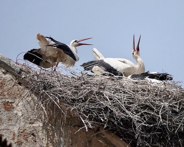 white stork